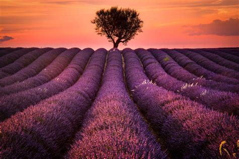 Lavender Field Wallpaper Hd Nature 4k Wallpapers Images Photos And