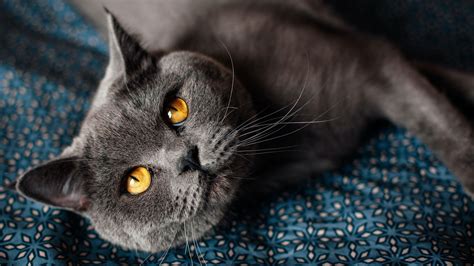 Everything You Need To Know About British Shorthair Cats Napo Pet Care
