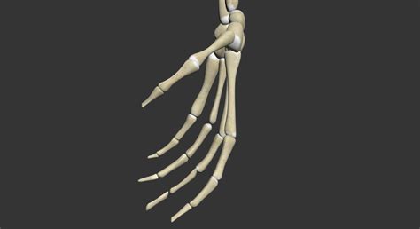 Human Skeleton Arm 3d Model By Dcbittorf