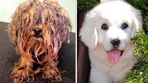 15 Unbelievable Dog Transformations Before And After Rescue Youtube