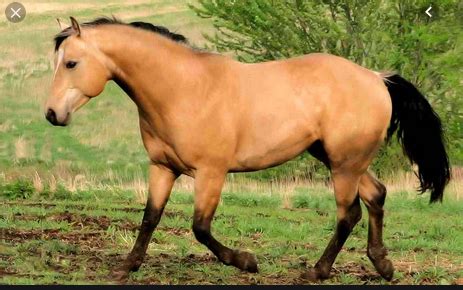The american buckskin registry association was established in 1962 and the international buckskin registry was founded in 1970, (now the. How rare are Buckskin horses? - Quora