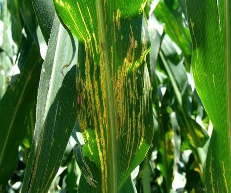 Bacterial Leaf Streak Of Corn New Disease Confirmed In The Us Msu