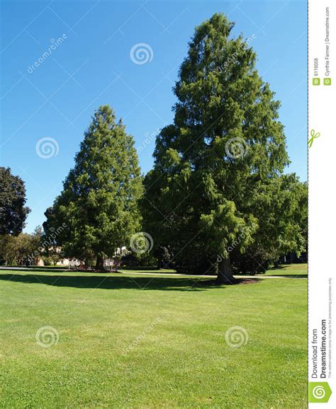 Large Evergreen Trees Royalty Free Stock Photos Image