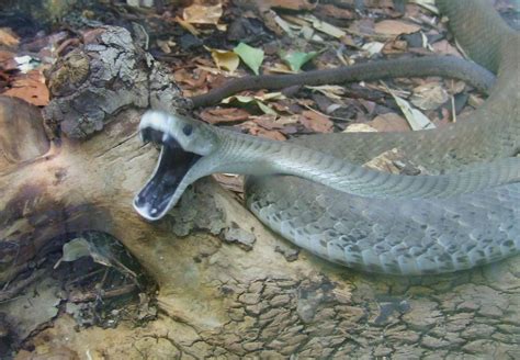 Amazing Black Mamba Snake Black Mamba Facts Photos Information Habitats News Most