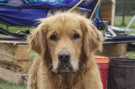 This intelligent dog was bred into existence by lord tweedmouth, who wanted a skilled retriever that was suited to the scottish climate, terrain and available game, according to the akc. A golden retriever I met near the Alaska border crossing in the Yukon. He was a sweetheart ...