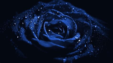 Blue Rose With Water Drops Hd Dark Blue Wallpapers Hd Wallpapers Id