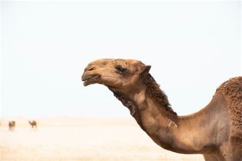 Camello Características Hábitat Alimentación Vida