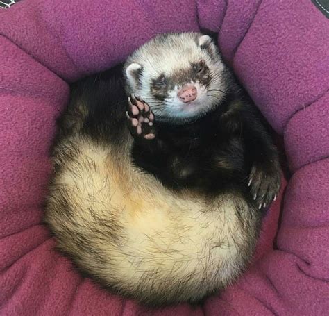 Pin By Mia Moore On Fritter Love Cute Ferrets Pet Paws Ferret