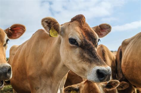 Niemcy: odtłuszczone mleko w proszku powraca na giełdy
