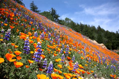 Pin By Carolyn G On Naturally Beautiful Wild Flowers California Wildflowers Los Padres