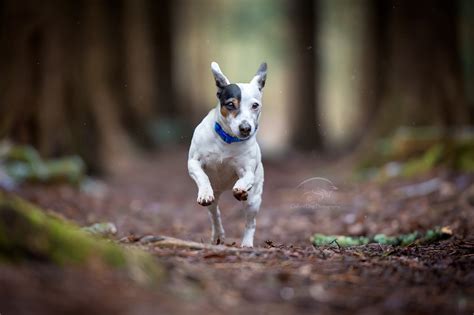 The Tiniest Jack Russell Terrier In Winter Woodland Location Oxford