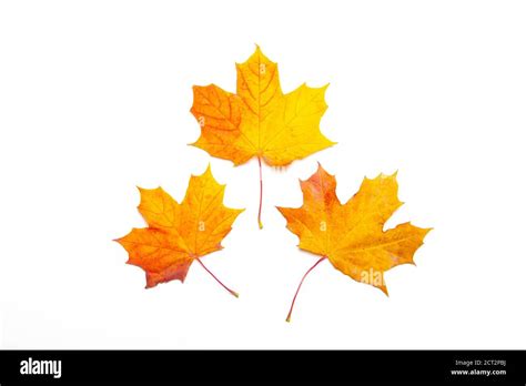 Yellow Maple Leaves On A White Background Autumn Leave Isolated