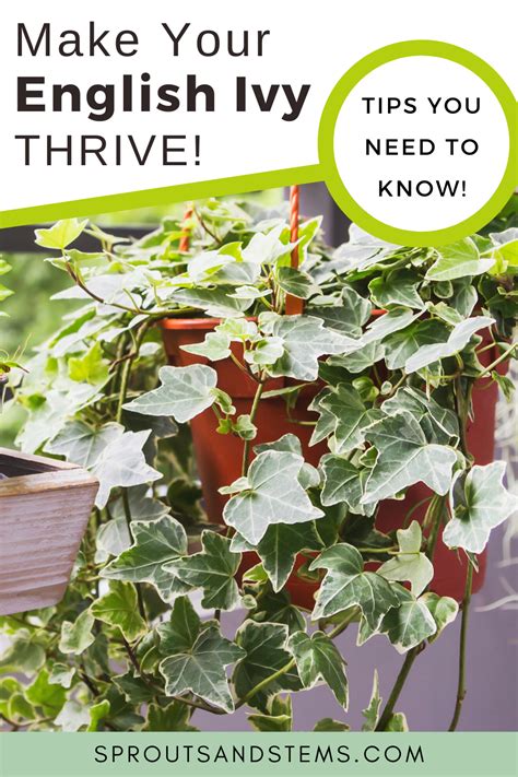 A Potted Plant With The Words Make Your English Ivy Thrive Tips You