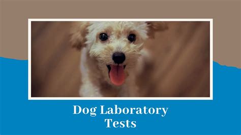 Understanding Dog Blood Tests Youtube