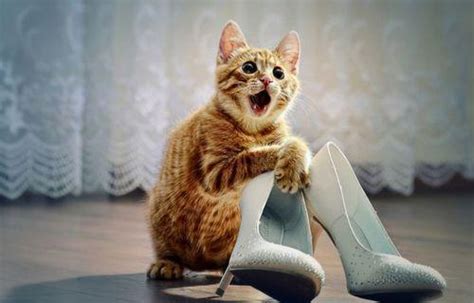 Cats Love Shoes New Photos Kitty Bloger