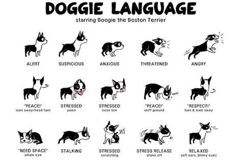 Canine Body Language A Lesson In Understanding Your Labrador Dog