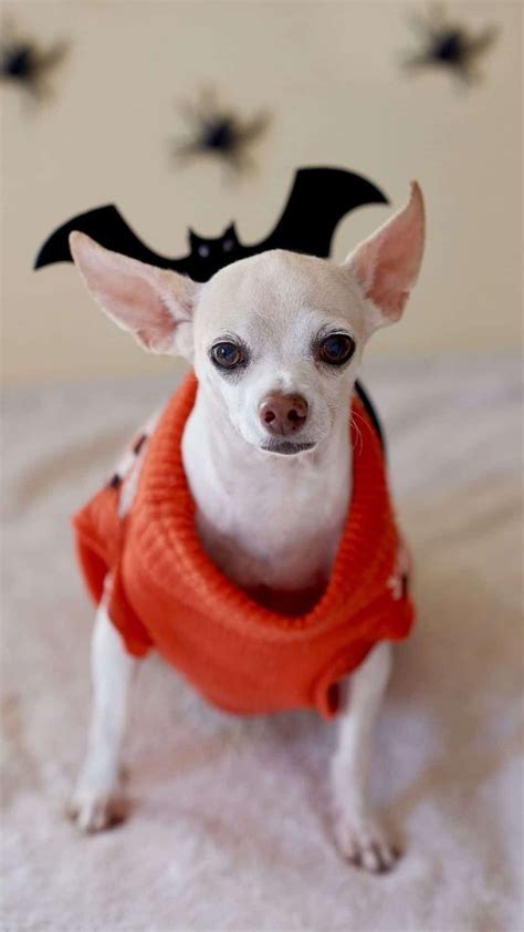 Holidays Best Chihuahua Halloween Costumes Diy Ideas Cute And Funny