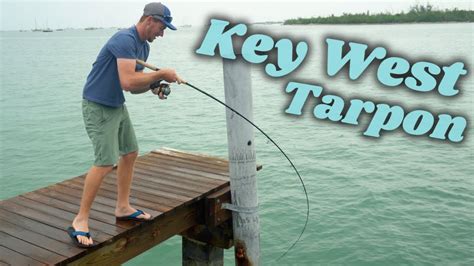 Robbies Tarpon Feeding And Key West Dock Fishing Youtube