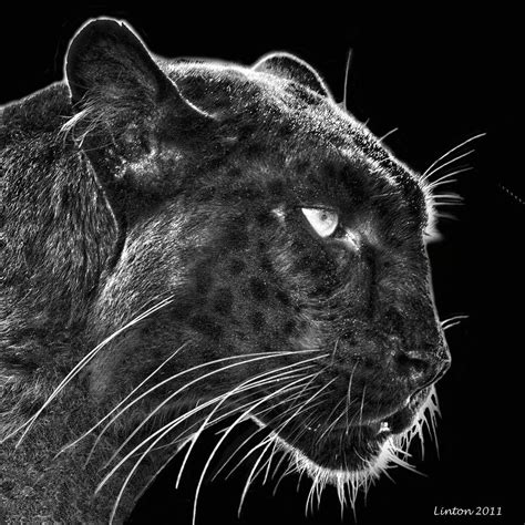 Black Leopard 2 Digital Art By Larry Linton Pixels