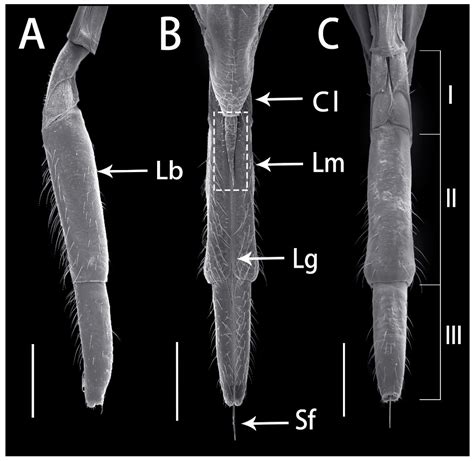 Insects Free Full Text Fine Structural Morphology Of The Mouthparts