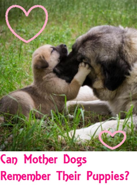 Surprise Mother Dog Can Remember Her Pups Dog Discoveries