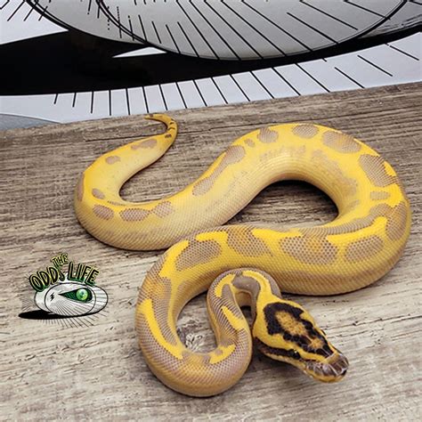 Leopard Enchi Orange Dream Highway Ball Python By The Odds Life Morphmarket