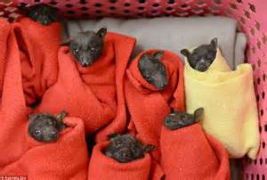 Australia Zoo Wildlife Hospital Receives Twenty Eight Red Flying Fox
