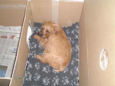 How To Build A Whelping Box For Small Dogs Whelping Box Dog Whelping