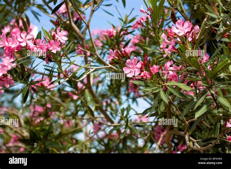 Nerium Oleander Baum Mit Rosa Blüten Alanya Türkei Stockfotografie