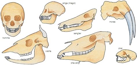Omnivore Dentition