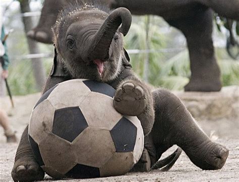 Is This Little Elephant Playing With A Soccer Ball What A