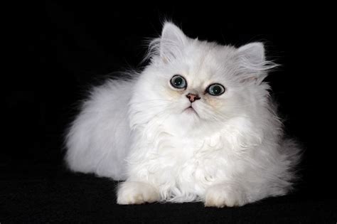 It is a persian cat variety sometimes unknown which is characterized by a bone structure is finer and delicate, it has large green eyes these persian cat lifespan are more compared to other cats. Sovereign Chinchilla Persian Kittens | Cardiff, Cardiff ...