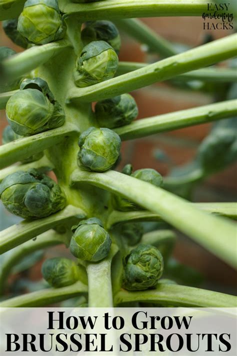 How To Grow Brussels Sprouts Easy Gardening Hacks