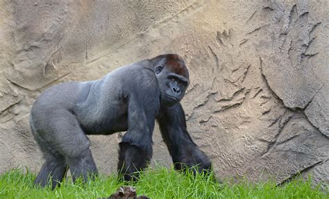 Ozzie Worlds Oldest Male Gorilla Dies At Atlanta Zoo 2 Weeks After