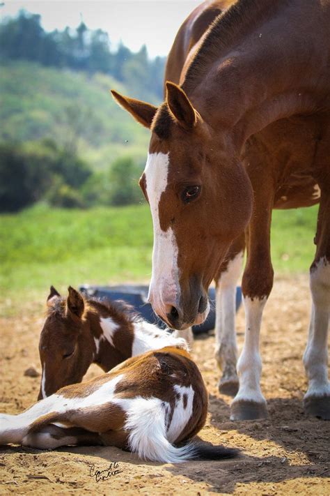Mommy And Baby By Cc Photoart Cute Baby Horses Baby Horses Cute Horses