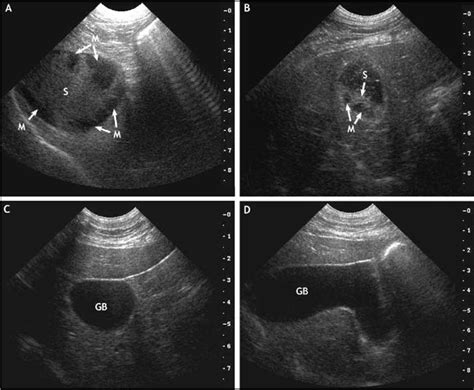 Nonsurgical Resolution Of Gallbladder Mucocele In Two Dogs In Journal