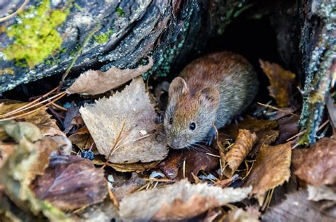 Mouse In Wildlife In The Autumn Forest Stock Photo Image Of Closeup