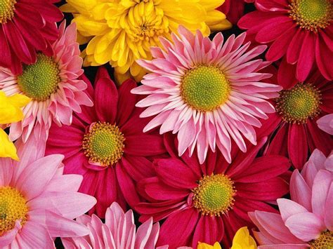 Pink Daisy Backgrounds Wallpaper Cave