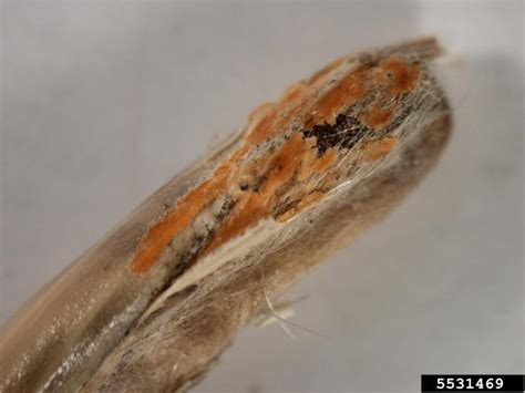 Fusarium Wilts Blights Rots And Damping Off Genus Fusarium