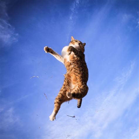 Just Some Fabulous Jumping Cats Post Jumping Cat Ninja Cats Cats