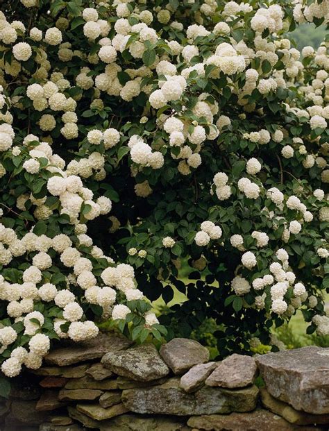 21 Of The Prettiest Flowering Shrubs For Hedges White Flowering