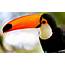Toucan Bird Cool  HD Desktop Wallpapers 4k