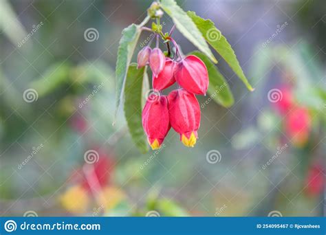 Trailing Abutilon Megapotamicum Budding Red Yellow Flowers Stock Image