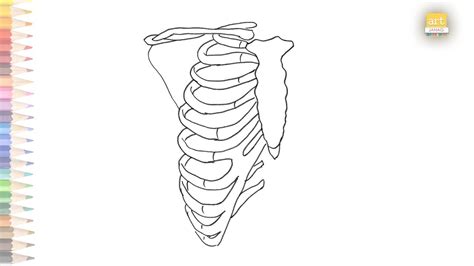 Human Right Side Rib Anatomy Diagram How To Draw Rib Case Easily