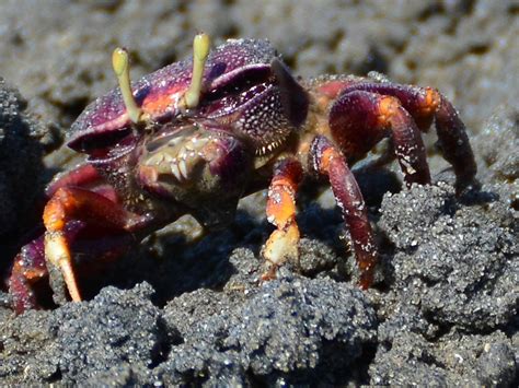 Fit as a fiddle may refer to: Fiddler Crab | | Nature