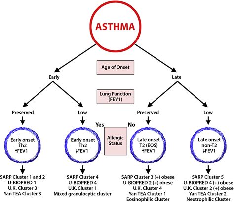 Phenotypes And Endotypes Of Adult Asthma Moving Toward Precision Medicine Journal Of Allergy