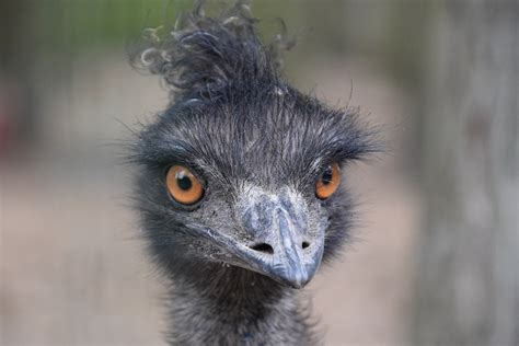 Bird Emu Ornithology Free Photo On Pixabay Pixabay