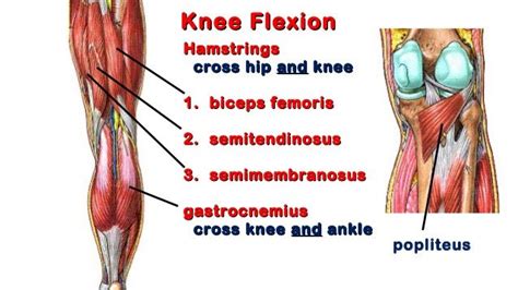 Image Result For Flexors Of The Knee Knee Hamstrings Biceps