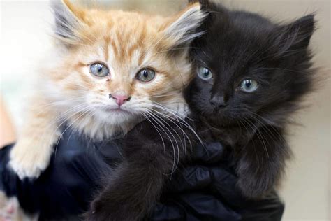 3 cats killed, 2 kittens survive toss from moving freeway vehicle ...