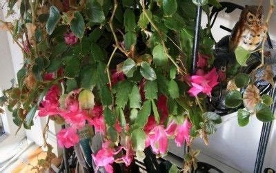 Getting a christmas cacti to celebrate the holidays (or just to add some color to your home this winter)? Yellow Christmas Cactus Leaves: Why Do Christmas Cactus ...